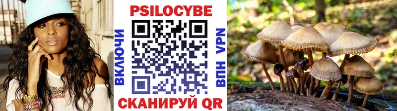 Псилоцибиновые грибы Cubensis  мега ТОР  Новая Ладога  где купить наркотик 